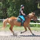 Soffihorse